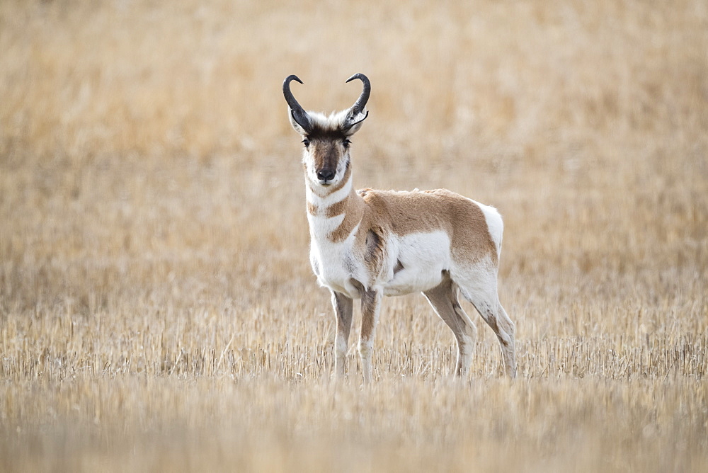 Pronghorn Antelope (Antilocapra americana) on the prairies, standing in a brown grass field looking at the camera, Saskatchewan, Canada