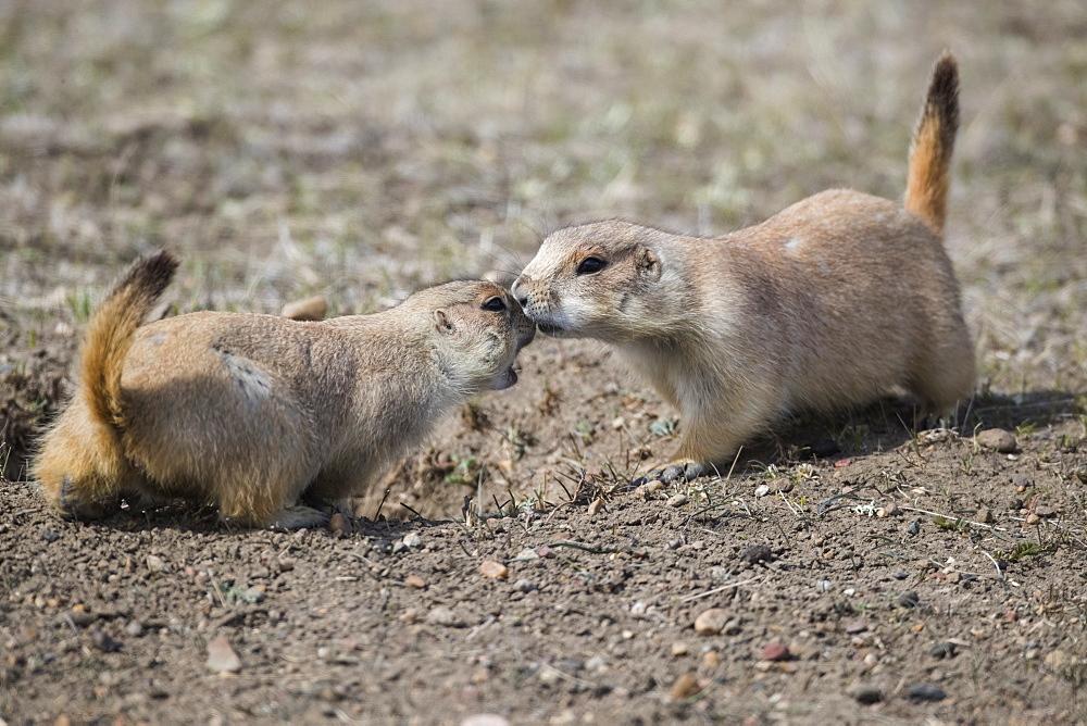 Black-Tailed Prairie Dogs (Cynomys ludovicianus), Grasslands National Park, Saskatchewan, Canada