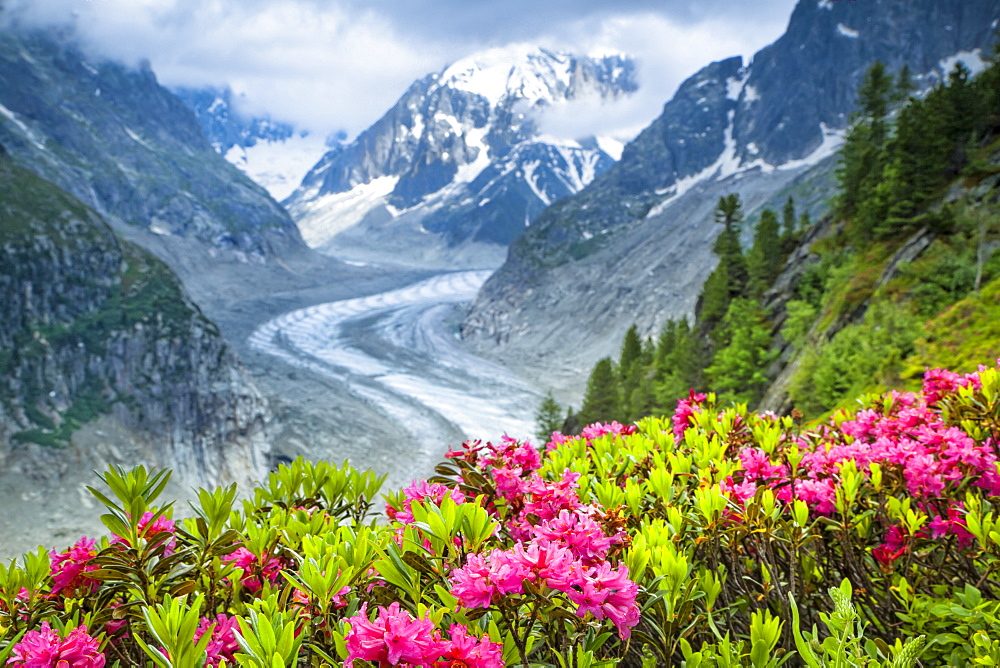 Alpenrose (Rhododendron ferrugineum) flowers over Mer de Glacier and Grandes Jorasses, Alps, France