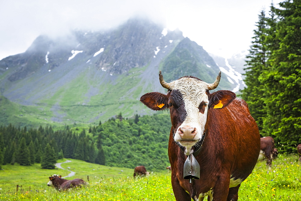 Cattle posing in a meadow of Val Montjoie with Aiguille de la Pennaz mountain in the background, Alps, France