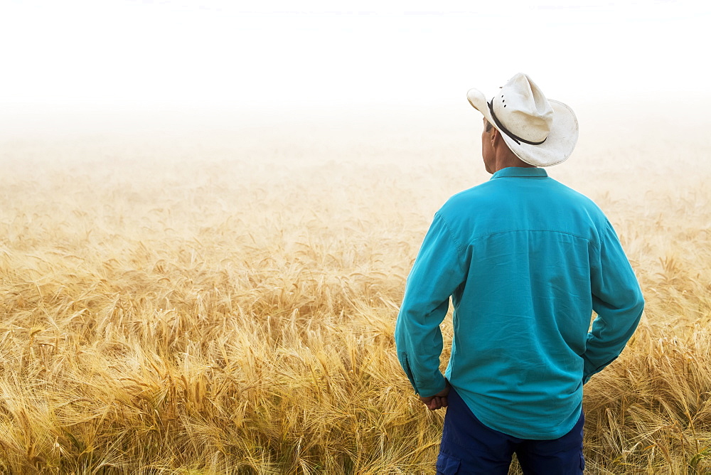 Man with cowboy hat standing and looking out to a ripe golden barley field at sunrise with fog, East of Calgary, Alberta, Canada