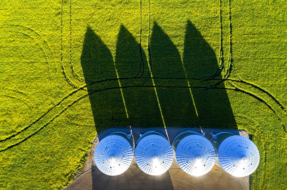 Directly above large metal grain bins in a green field of canola with long dramatic shadows across the field, East of Calgary, Alberta, Canada