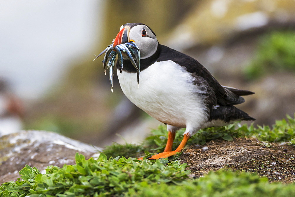 A Puffin (Fratercula) with Sand Eels in it's mouth, Farne Islands, Northumberland, England