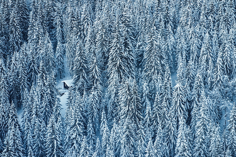 A dense coniferous forest covered in snow with a snowmobile parked in a small clearing, Laax, Switzerland