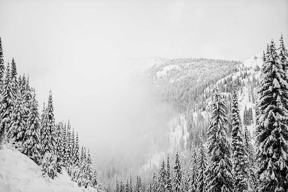 Forests on the mountains covered in snow in the fog, Whitewater Resort, Nelson, British Columbia, Canada