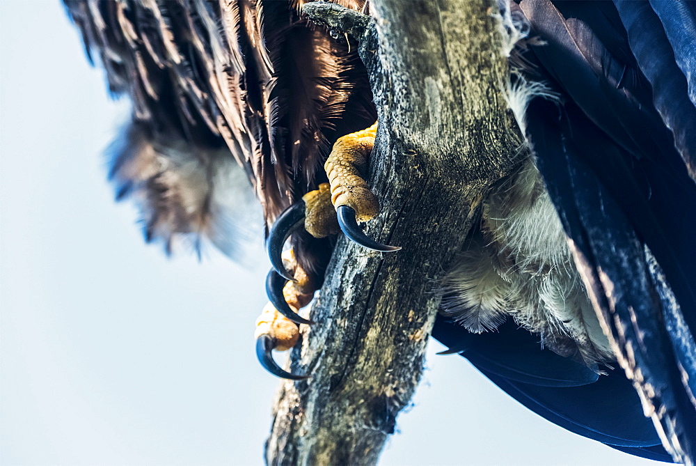 Talons of an immature Bald Eagle (Haliaeetus leucocephalus) shown gripping a tree branch, just fledged from nest, Yukon, Canada