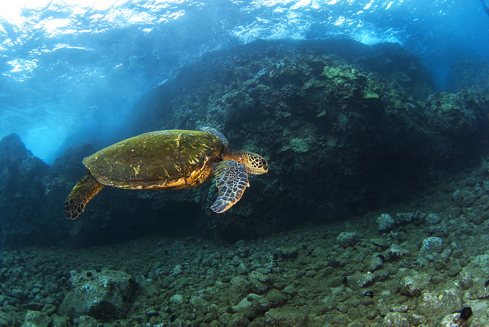 An underwater view of a Hawaiian Green Sea Turtle (Chelonia mydas), Makena, Maui, Hawaii, United States of America