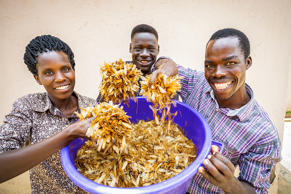 Staff holding a bucket full of an abundance of White ants (Isoptera), Gulu, Uganda