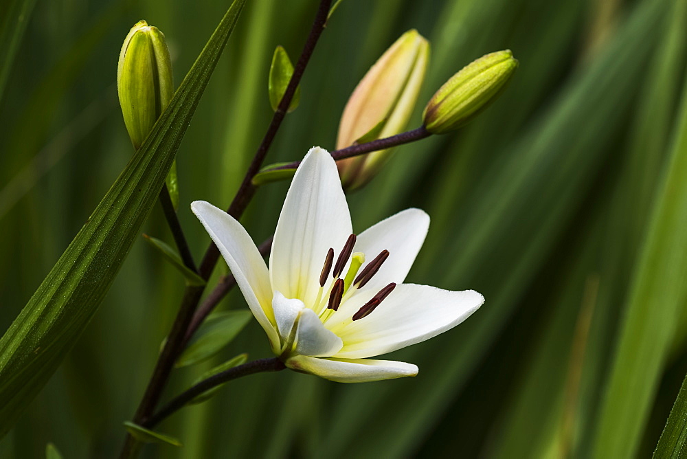 White Asiatic Lily (lilium) blooms in a flower garden, Oregon, United States of America