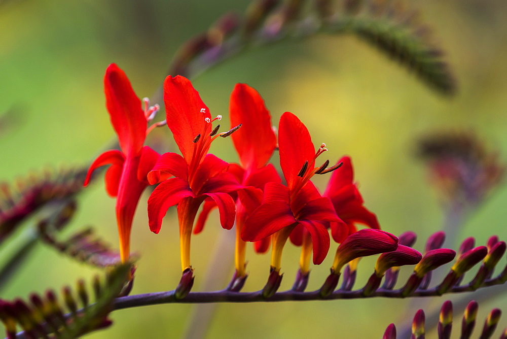 Lucifer Crocosmia blooms in a flower garden, Astoria, Oregon, United States of America