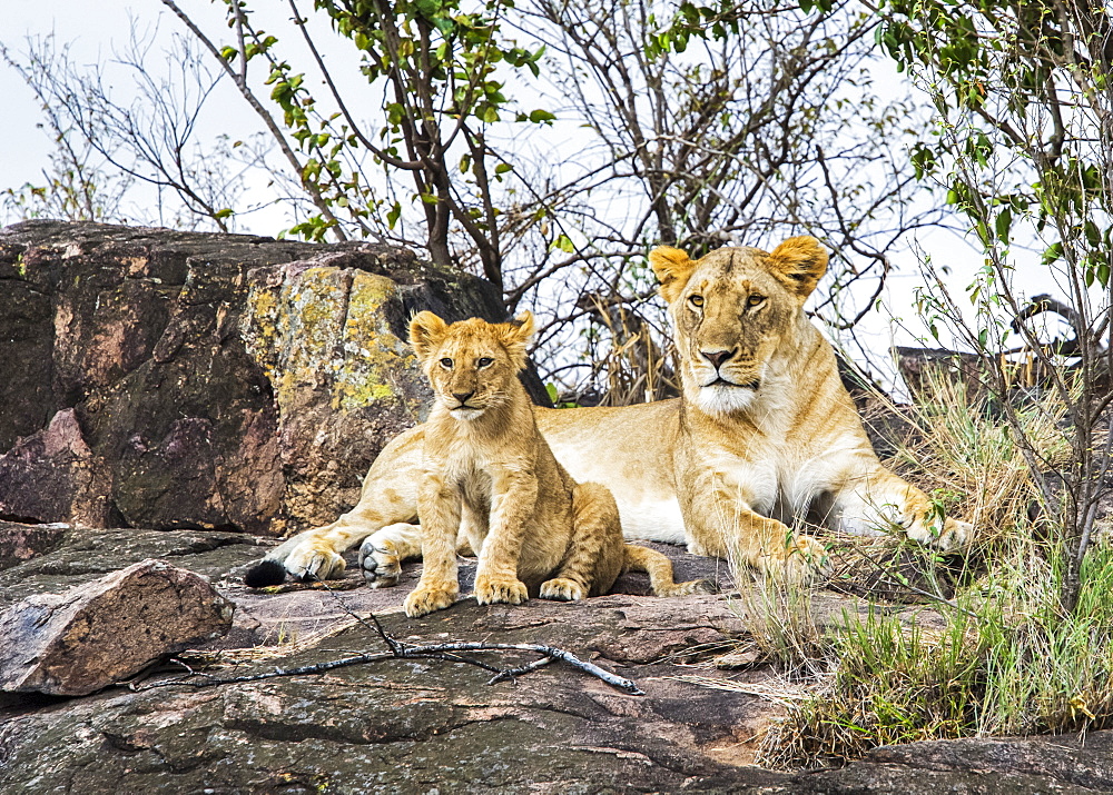 Lioness (Panthera leo) and cub, Serengeti, Kenya