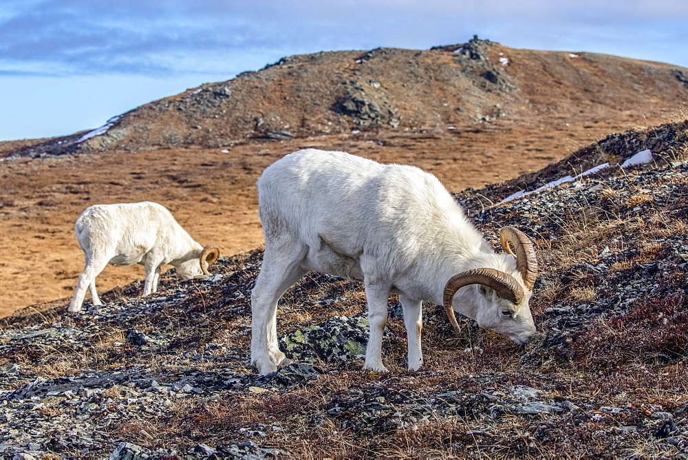 Dall Sheep rams (Ovis dalli) grazing on grass in the high country in Denali National Park and Preserve in Interior Alaska in autumn. Rams often travel in groups during this pre-rut time of year, Alaska, United States of America