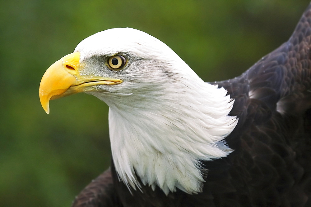 Portrait of a bald eagle (Haliaeetus leucocephalus), Denver, Colorado, United States of America