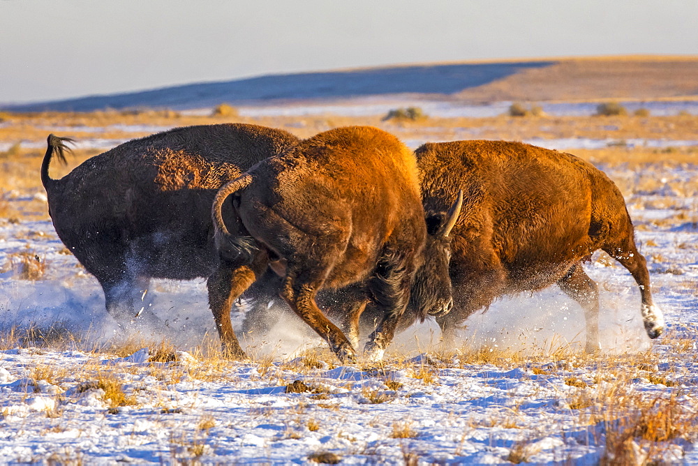 Three bison (Bison bison) showing aggression in a field with snow, Denver, Colorado, United States of America