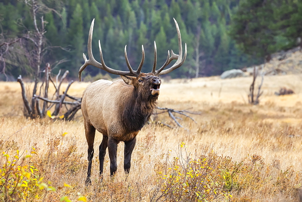 Bull elk (Cervus canadensis) bugling in a field, Denver, Colorado, United States of America