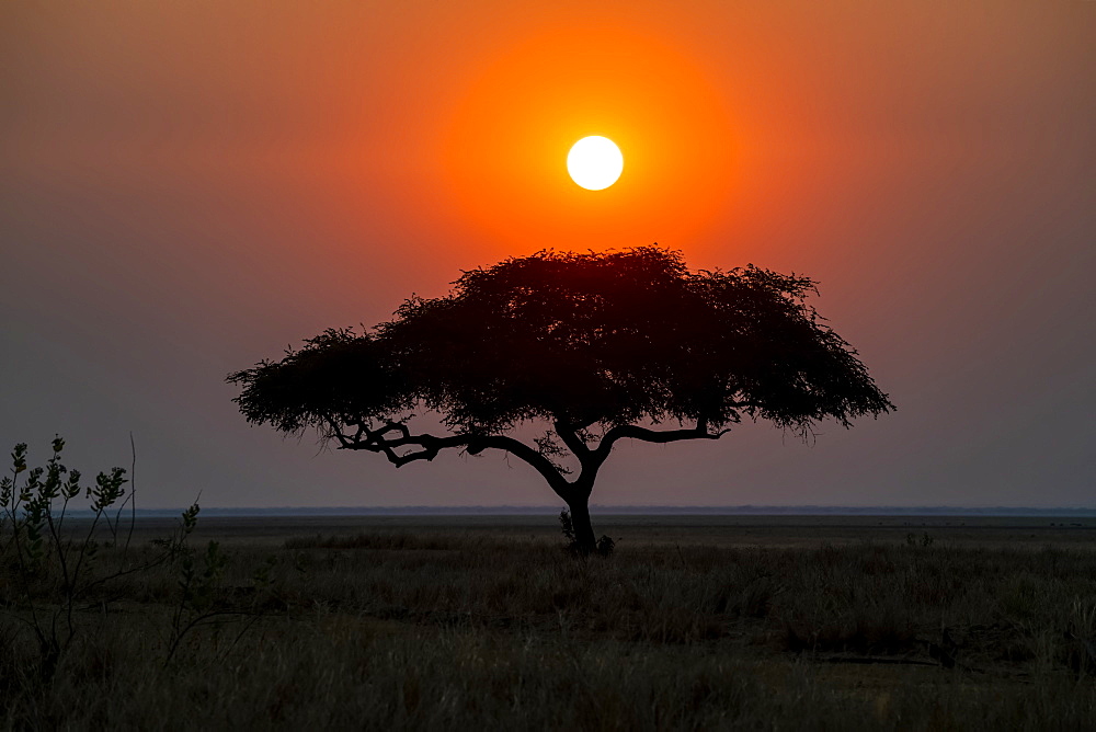 Sun setting behind lone acacia tree on the edge of the Katavi Plain in Katavi National Park, Tanzania