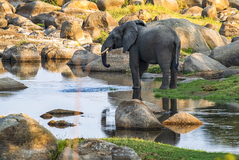 African Elephant (Loxodonta africana) with partial reflection drinks from a quiet pool in the Ruaha River in Ruaha National Park, Tanzania