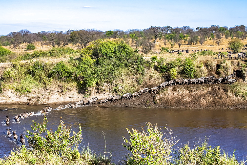 Herd of Wildebeest (Connochaetes taurinus) crossing the Mara River and climbing out on the far bank in Serengeti National Park, Tanzania