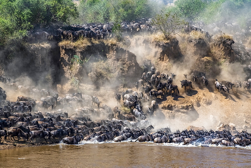 Large herd of Wildebeest (Connochaetes taurinus) kick up dust as they descend a steep bank to cross the Mara River, Serengeti National Park, Tanzania