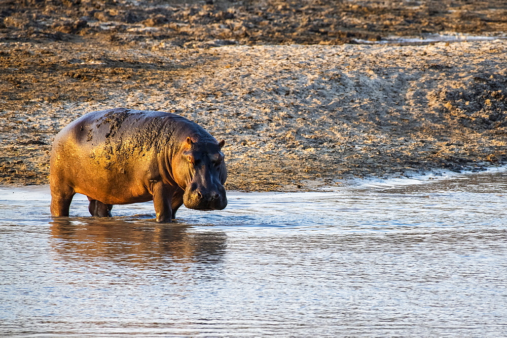 Hippopotamus (Hippopotamus amphibious) standing ankle-deep in shallow water in Katavi National Park, Tanzania