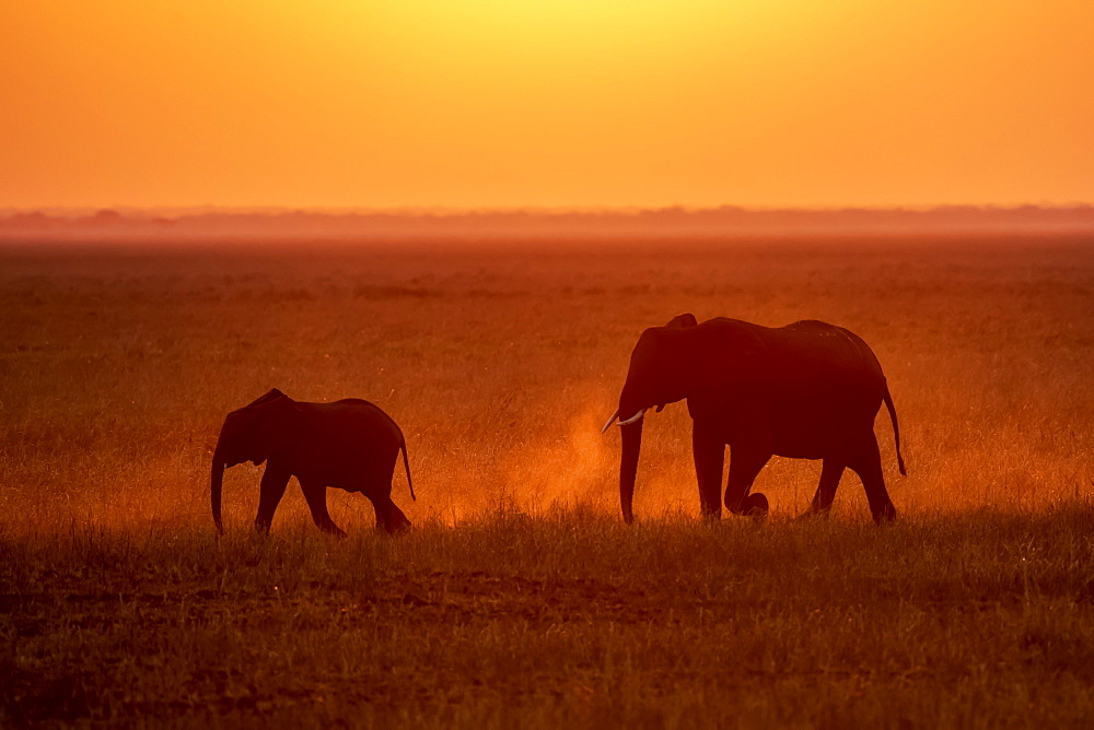 African Elephant (Loxodonta africana) cow and calf kicking up dust while walking through grassy plains, backlit by setting sun, Katavi National Park, Tanzania