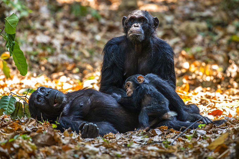 Female Chimpanzee (Pan troglodytes) lying on her back cradles her baby while another female Chimpanzee looks on in Mahale Mountains National Park on the shores of Lake Tanganyika, Tanzania