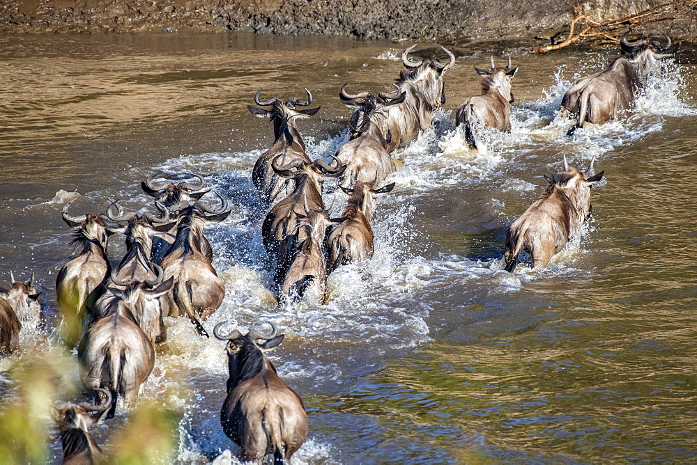 Wildebeest (Connochaetes taurinus) splash through the Mara River, Serengeti National Park, Tanzania