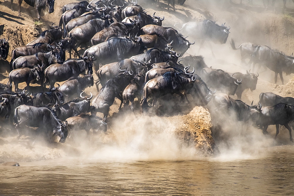 Wildebeest (Connochaetes taurinus) crowd together as they run along the shore of the Mara River looking for a place to cross, Serengeti National Park, Tanzania