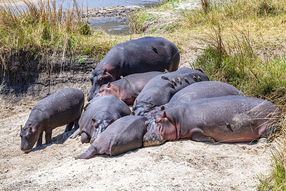 Group of Hippopotamus (Hippopotamus amphibious, ) with Red-billed Oxpeckers (Buphagus erythrorhynchus) lie on sandy river bank in Katavi National Park, Tanzania