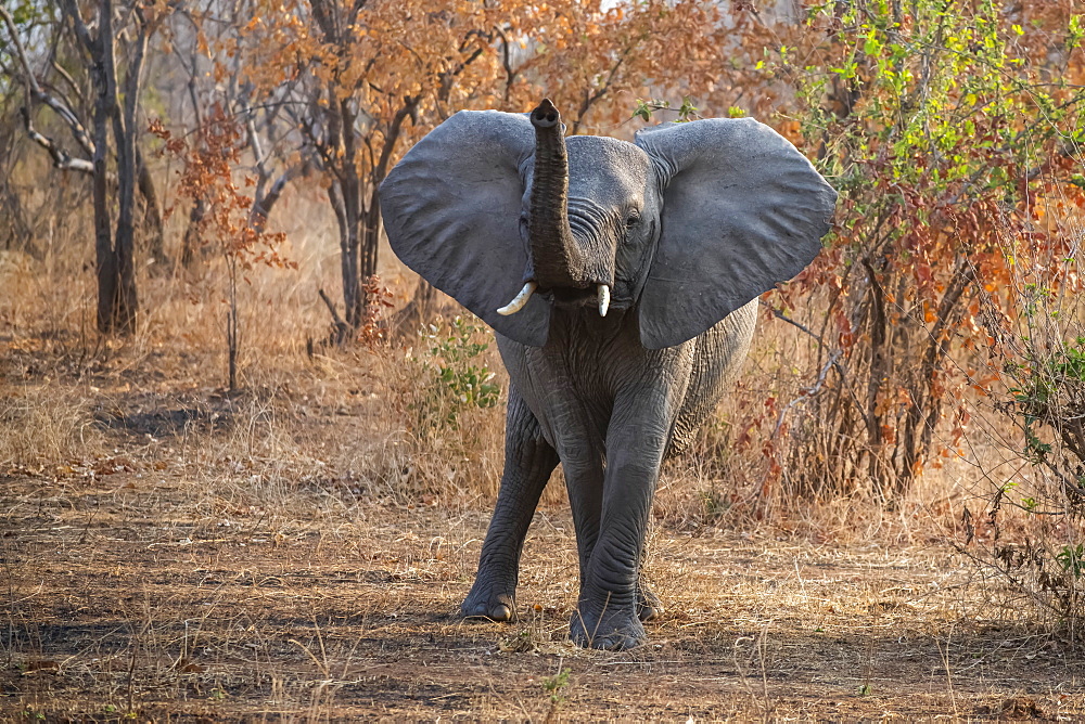 African Elephant (Loxodonta africana) with raised trunk and ears spread wide in Ruaha National Park, Tanzania