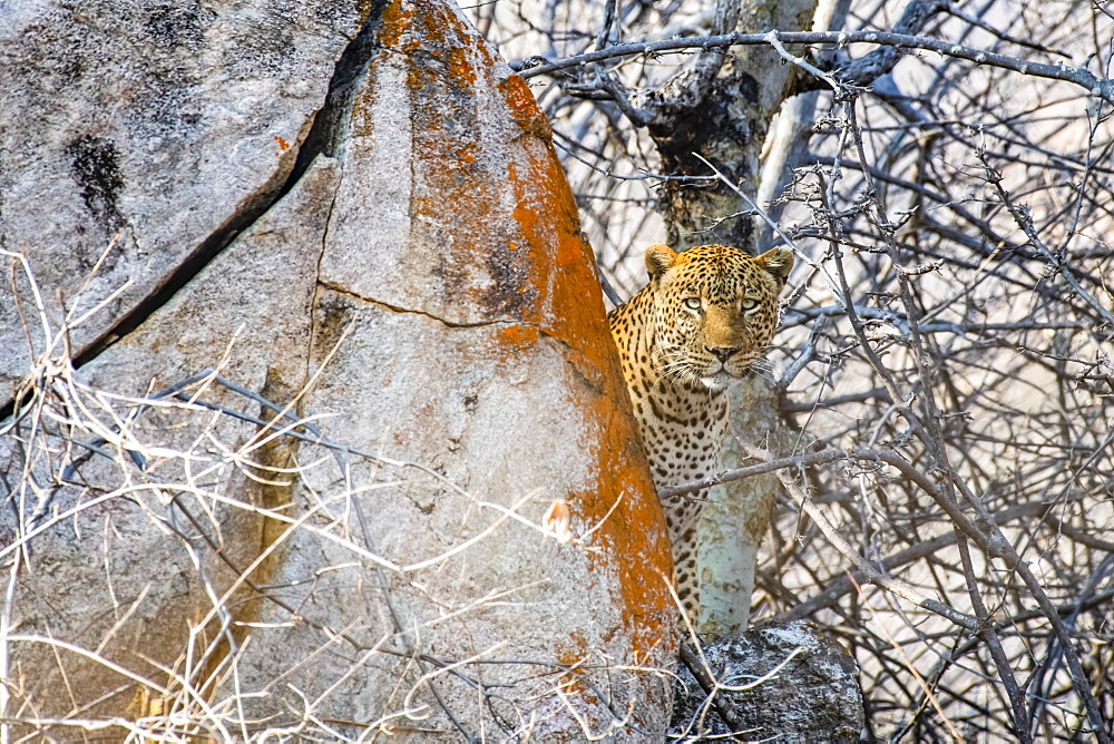 Leopard (Panthera pardus) peers from behind a lichen-covered rock in Ruaha National Park, Tanzania