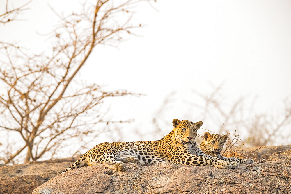 Two Leopards (Panthera pardus) lay on a rock looking at the camera, Northern India, Rajasthan, India