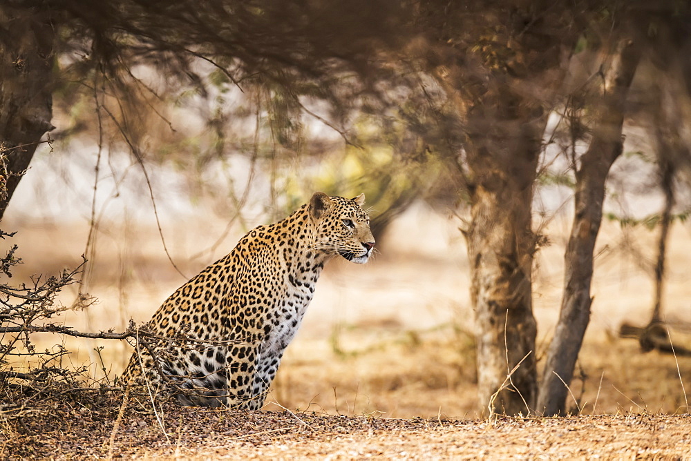 Leopard (Panthera pardus) sits under a tree looking to the right, Northern India, Rajasthan, India