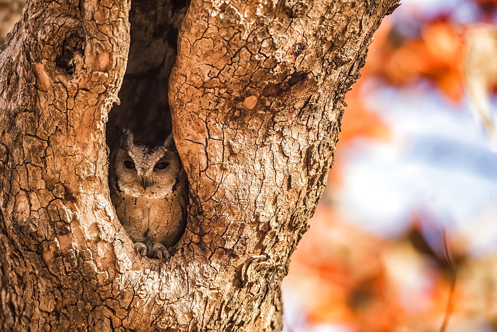 Northern Scops Owl (Strigidae), Rajasthan, India