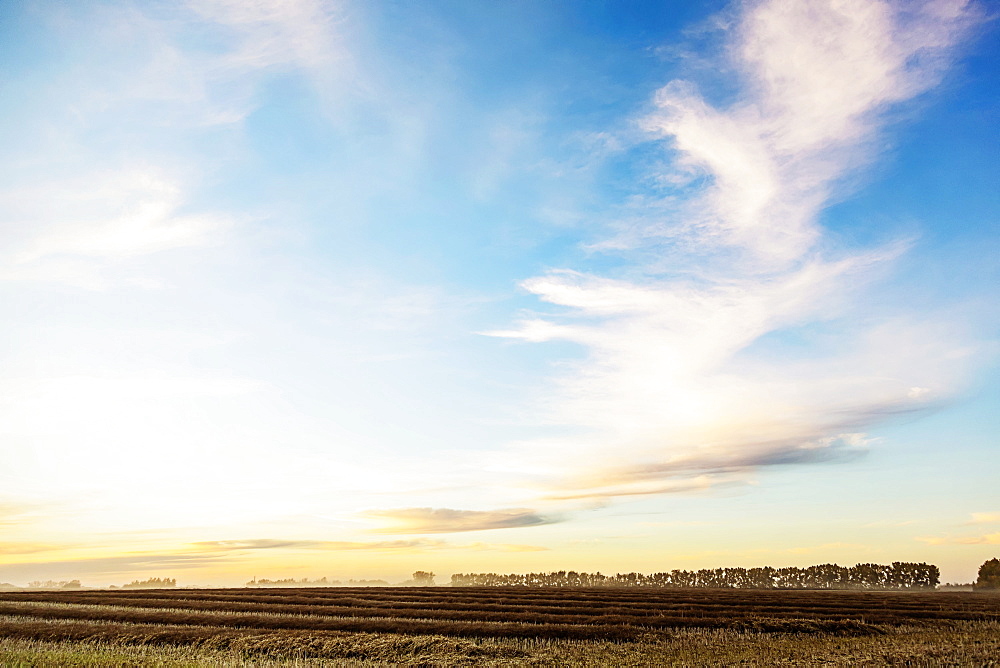 A canola field at sunset after it has been swathed and ripened ready to harvest, Legal, Alberta, Canada