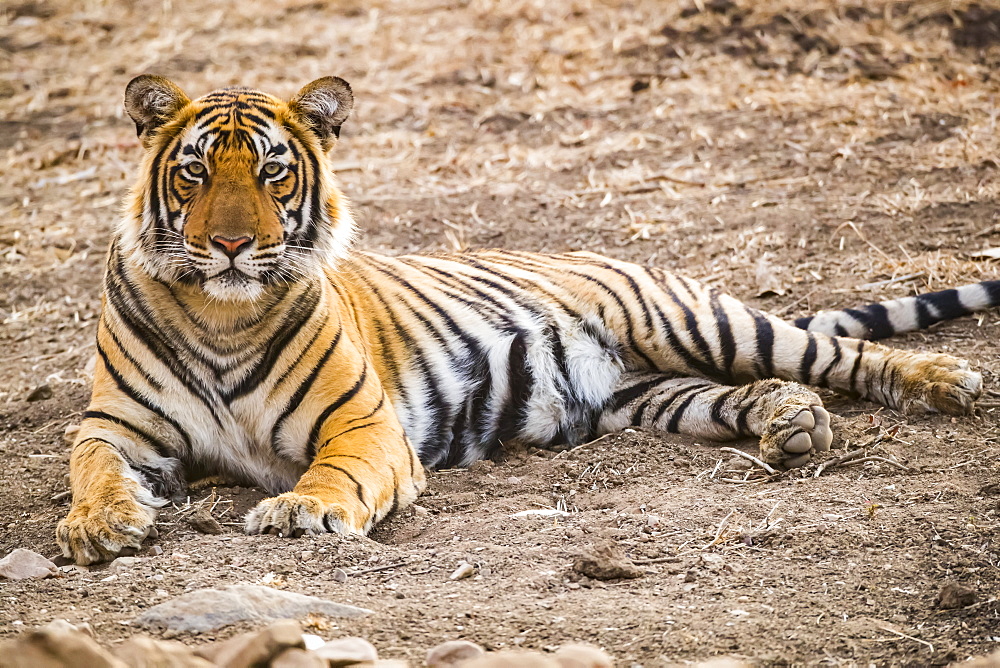 Bengal tiger (Panthera tigris tigris), Ranthambore National Park, Rajasthan, India