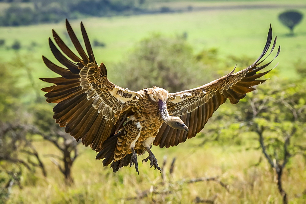 White-backed vulture (Gyps africanus) stretches it's wings to land, Serengeti, Tanzania