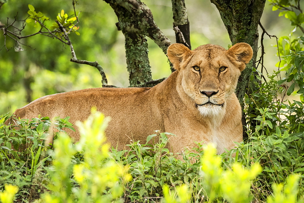 Lioness (Panthera leo) lies eyeing camera in leafy bushes, Serengeti, Tanzania