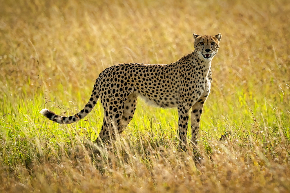 Cheetah (Acinonyx jubatus) stands eyeing camera in long grass, Serengeti, Tanzania