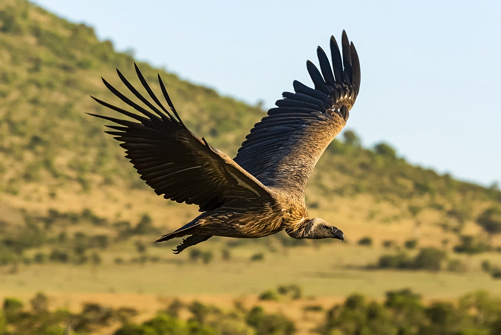 African white-backed vulture (Gyps africanus) flying over grassy hillside, Serengeti, Tanzania