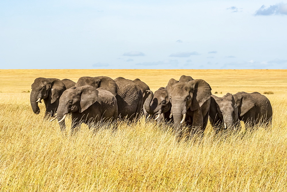 Elephant herd (Loxodonta africana) cross grassy plain in sunshine, Serengeti, Tanzanai