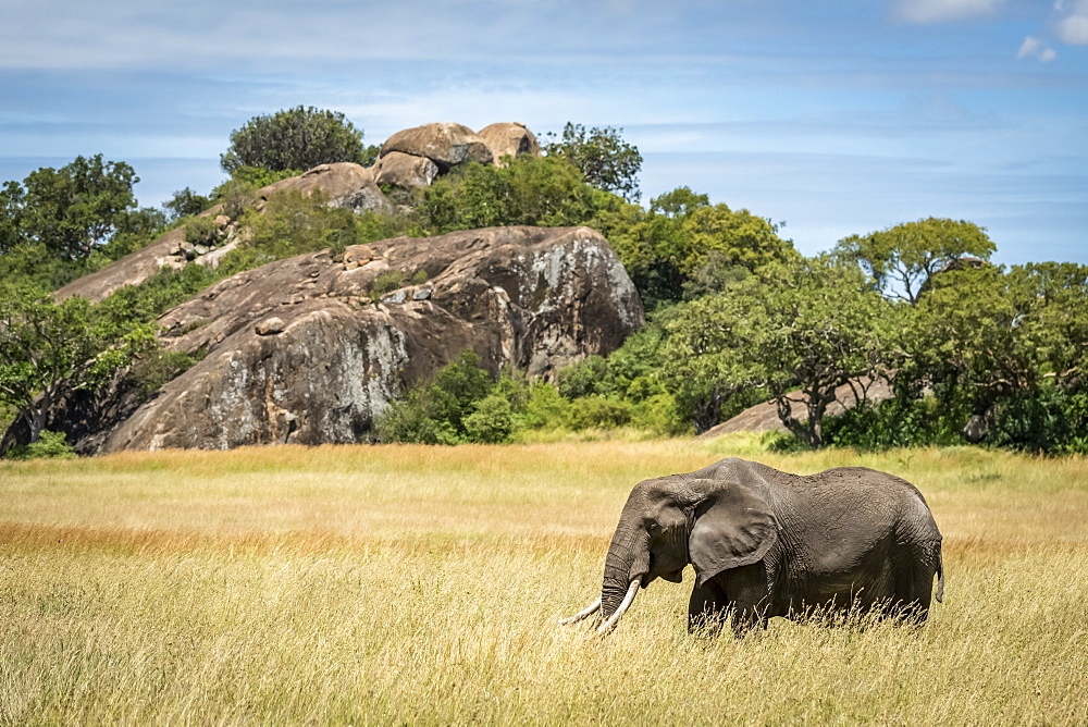 African elephant (Loxodonta africana) walks past kopje in grass, Serengeti, Tanzania