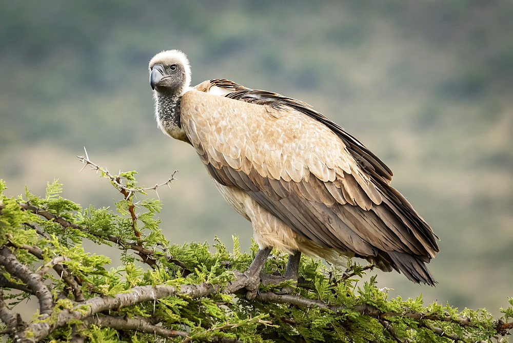 African white-backed vulture (Gyps africanus) atop tree looking down, Serengeti, Tanzania