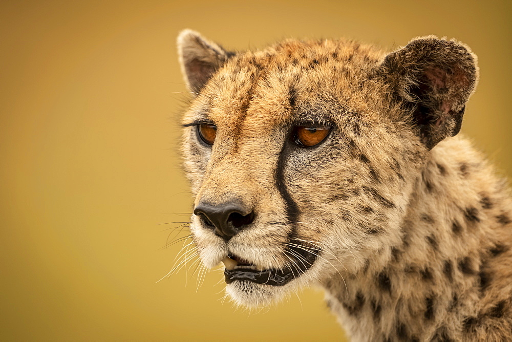 A cheetah (Acinonyx jubatus) is staring into the distance in a close-up of her face and neck. She has brown fur covered with black spots, and the background bokeh is a smooth and creamy gold, Serengti, Tanzania