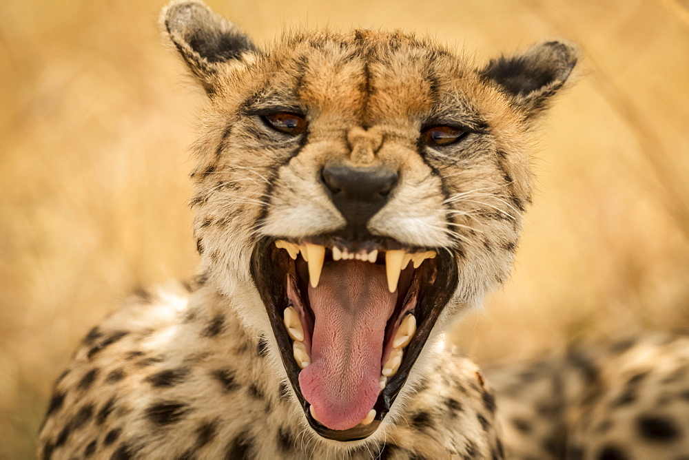 Close-up of female cheetah (Acinonyx jubatus) yawning at camera, Serengeti, Tanzania