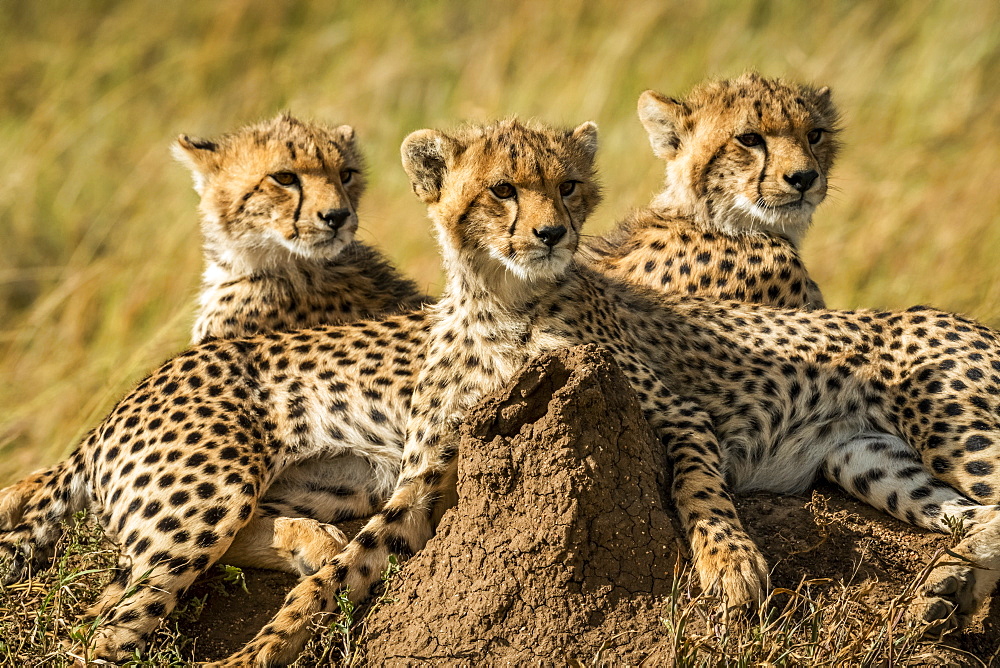 Close-up of three cheetah cubs (Acinonyx jubatus) lying together, Serengeti, Tanzania