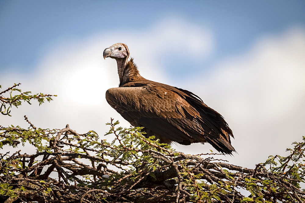 Lappet-faced vulture (Torgos tracheliotos) on thorn tree with catchlight, Serengeti, Tanzania