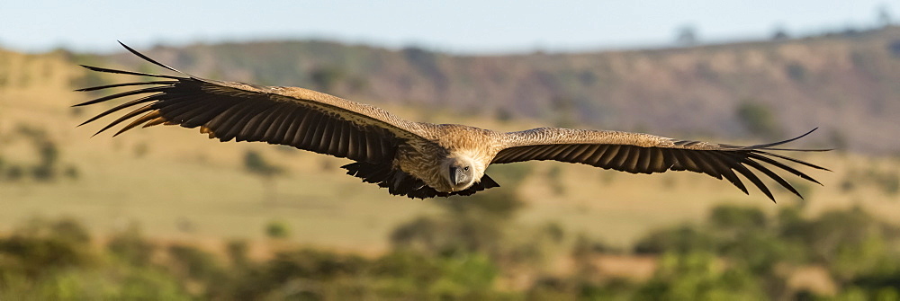 Panorama of African white-backed vulture (Gyps africanus) over savannah, Serengeti, Tanzania