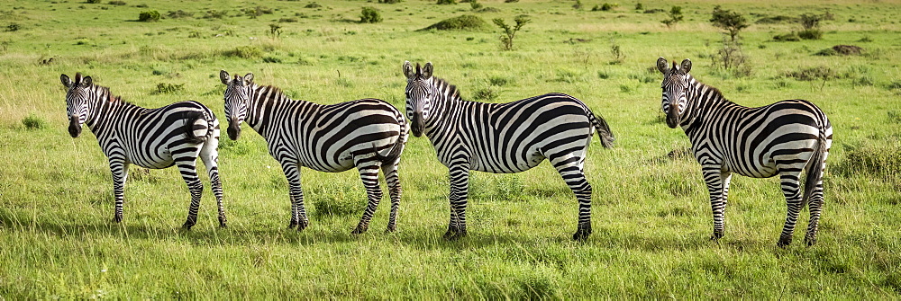 Panorama of four plains zebra (Equus quagga) eyeing camera, Serengeti, Tanzania