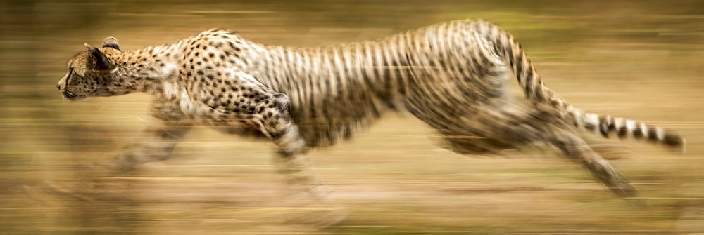 Panorama of slow pan of sprinting cheetah (Acinonyx jubatus), Serengeti, Tanzania